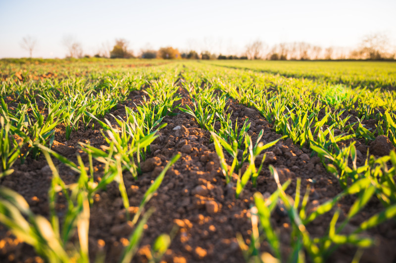Young green crops growing in neat rows in an organic farming field during sunset, showing healthy soil management.