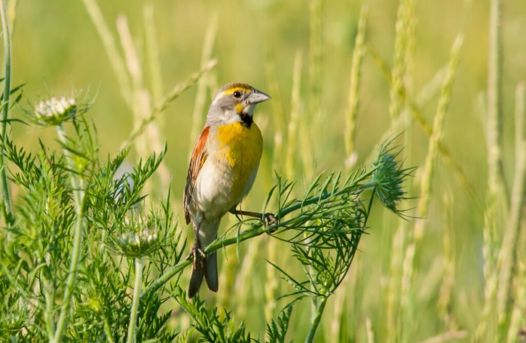 Small colorful bird sitting on a green plant in a natural field