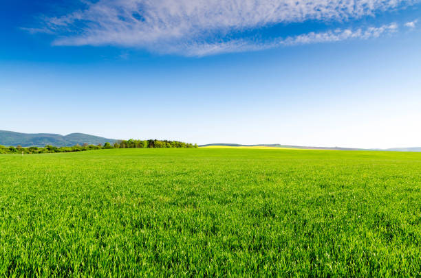 Wide green agricultural field under clear blue sky without pesticide spray