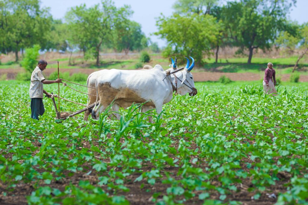 A thriving organic farming field in India with healthy green crops and natural soil, highlighting sustainable agriculture.