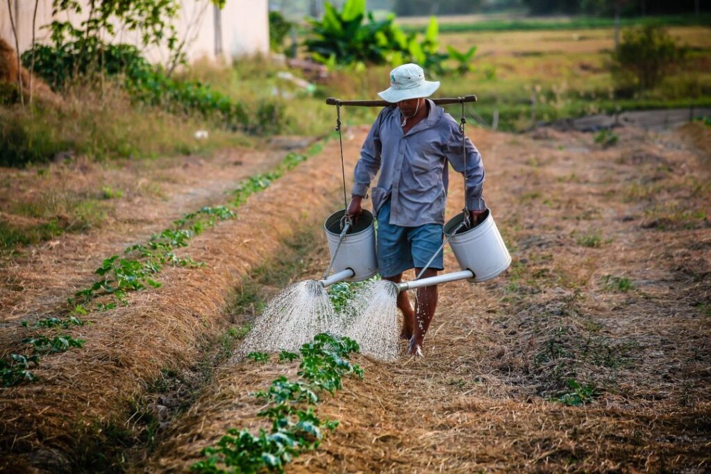A farmer manually watering crops in an organic farming field, highlighting the challenges of labor-intensive natural agriculture.